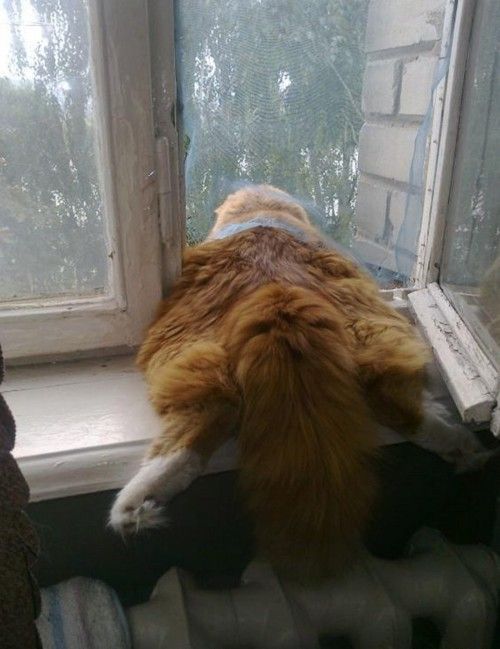 attackofthecute's tweet image. Rescue cat. attackofthecute.com/on/?i=5524