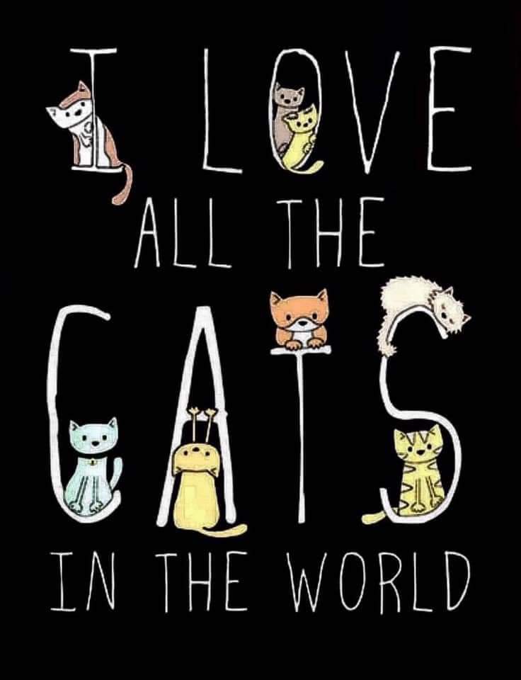 ayceabana's tweet photo. 😻😻😻😻 https://t.co/mT52yyveIq