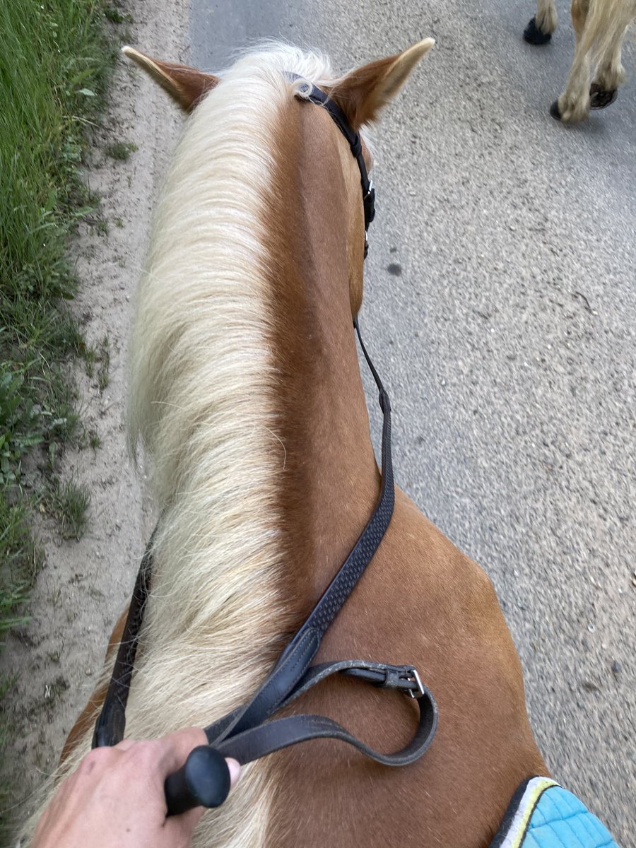 cwatlow2012's tweet photo. Started the day backing my hairy monster and ended the day with a friend on her horse! #makingmemories #beingagoodfriend https://t.co/JnbMzh7GmP