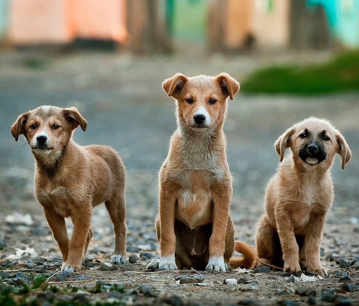 SuavesLomitos's tweet photo. Hoy es el #DíaDelPerroSinRaza. 

Aquí abajito déjanos una foto de un Lomito que hayas adoptado y que quieras con todo tu cora 🥰🐶 https://t.co/bMGYsmoQ0p
