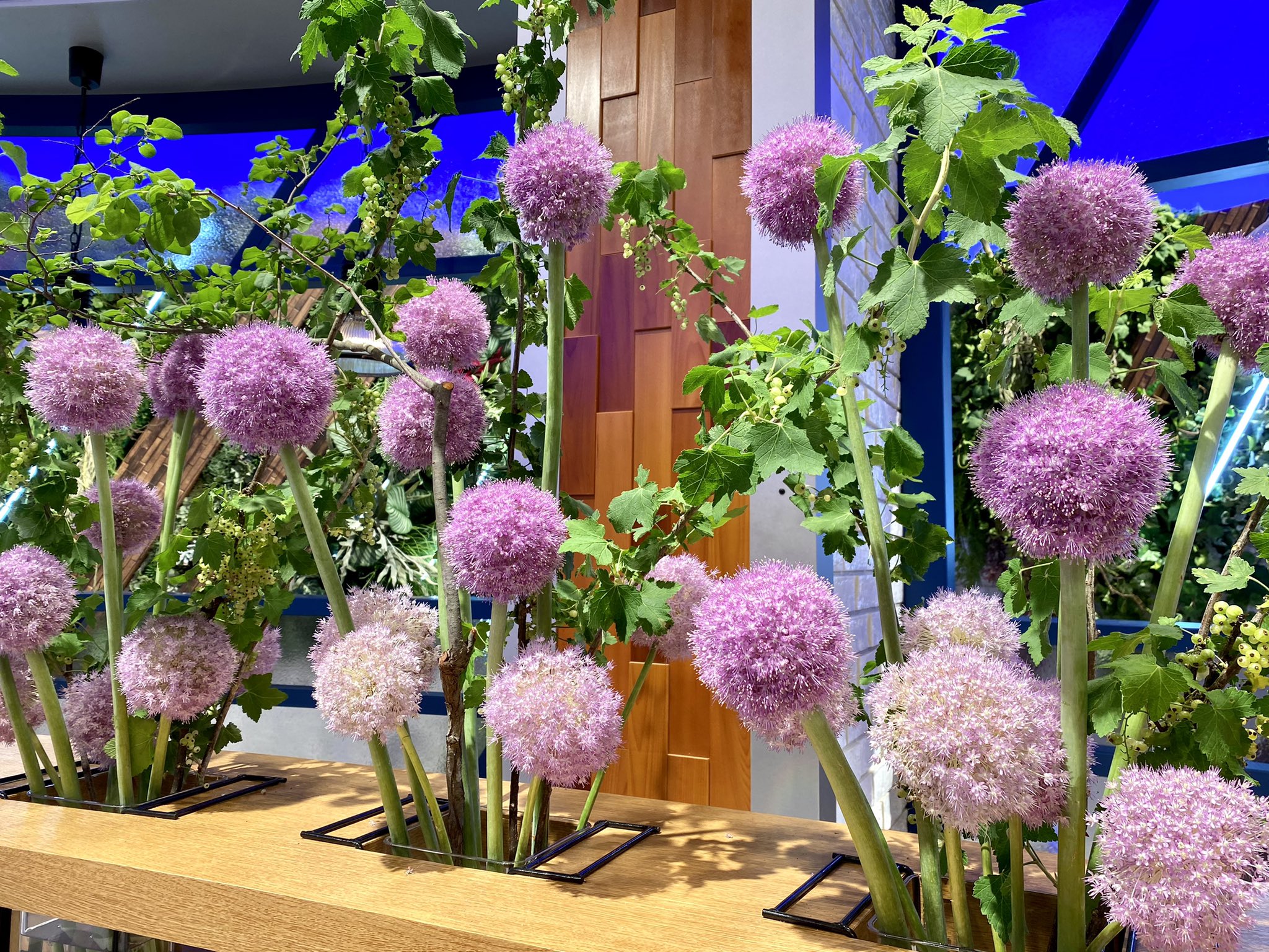 蓬莱大介 本日のウェークアップの花 ギガンジューム ねぎぼうず 房スグリ ネギ臭する T Co Laq10nyaij Twitter