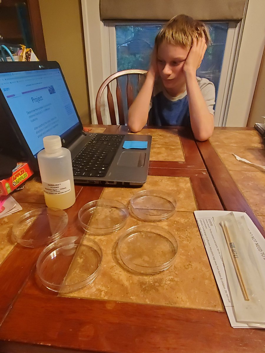 HopeEatonSmith's tweet photo. He is not amused that I took his picture 🤣 Last Science Lab of 7th grade! Growing Prokaryotic colonies with assistance from their learning coaches. He's lucky this is right up my alley! #nerdin #microbiologyisfun #CCA #talesofcyberschool #7thgradeish @CommCharterAcad https://t.co/Bgxj6wZaAi