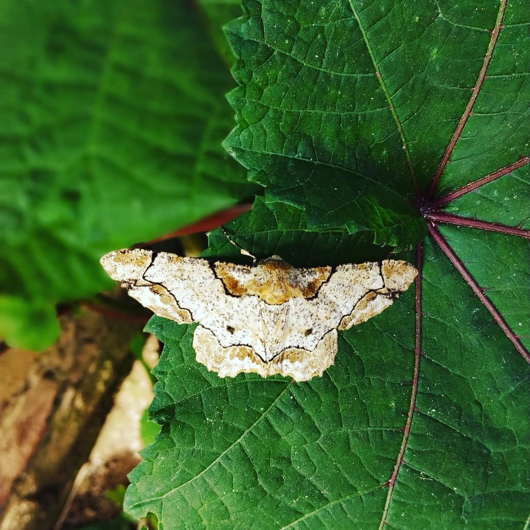 Apurba93043670's tweet image. ❤️#nature....

🦋

#mobilememory