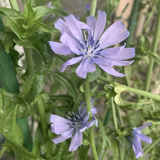 茎のtwitterイラスト検索結果 古い順