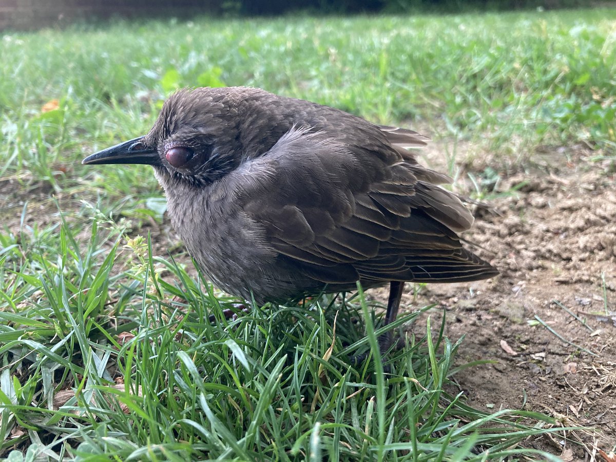 Merps4248 (Grinning Goat) tweet media