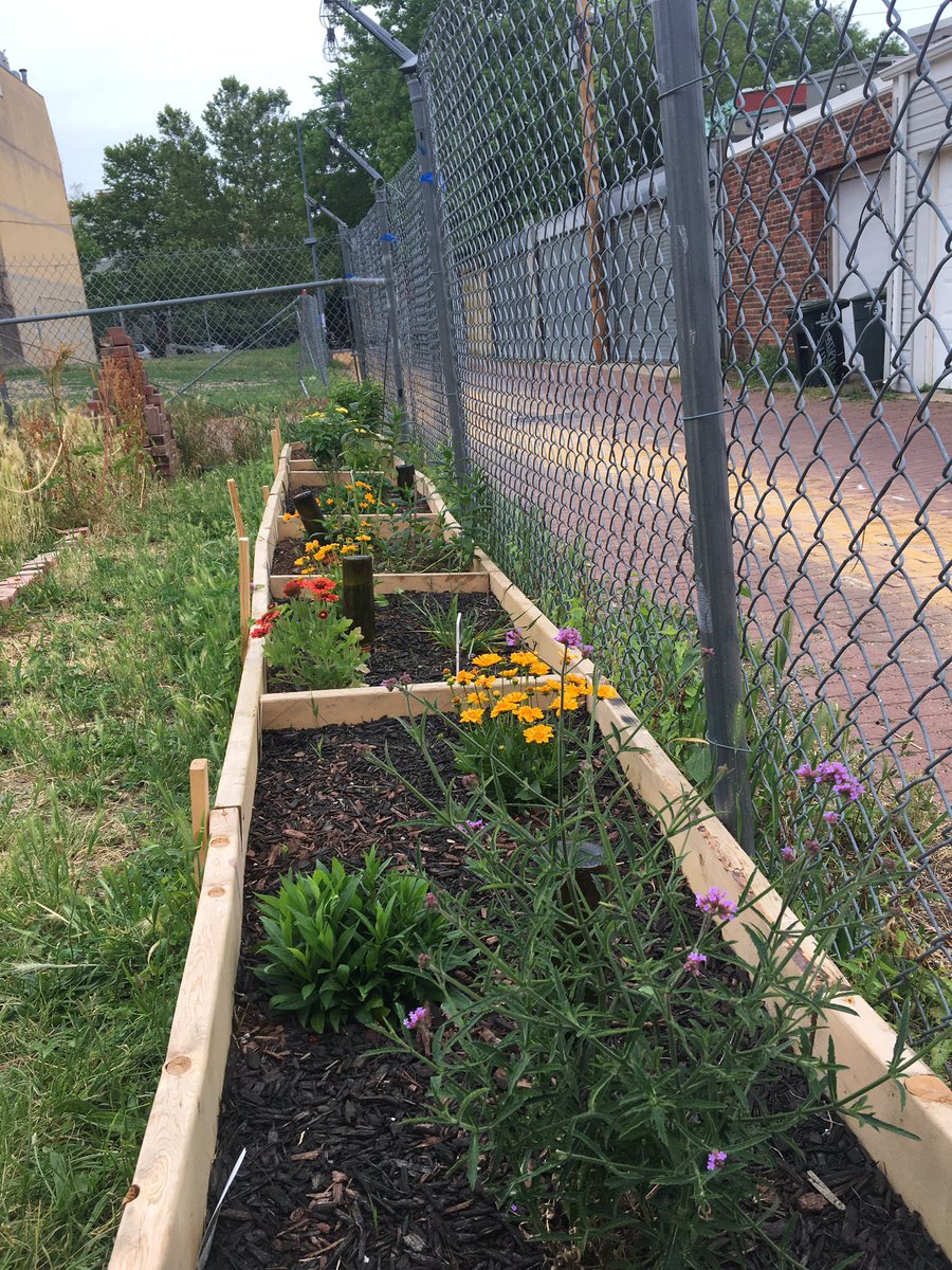 A lot of volunteer sweat went into the alley this spring—we prepped a sunflower bed to shade our upcoming mushrooms, the first herb bed is in, and our perennial pollinators are blooming. Join us 2-6pm on Saturdays to help garden & co-create together! #ustreetdc #urbangarden