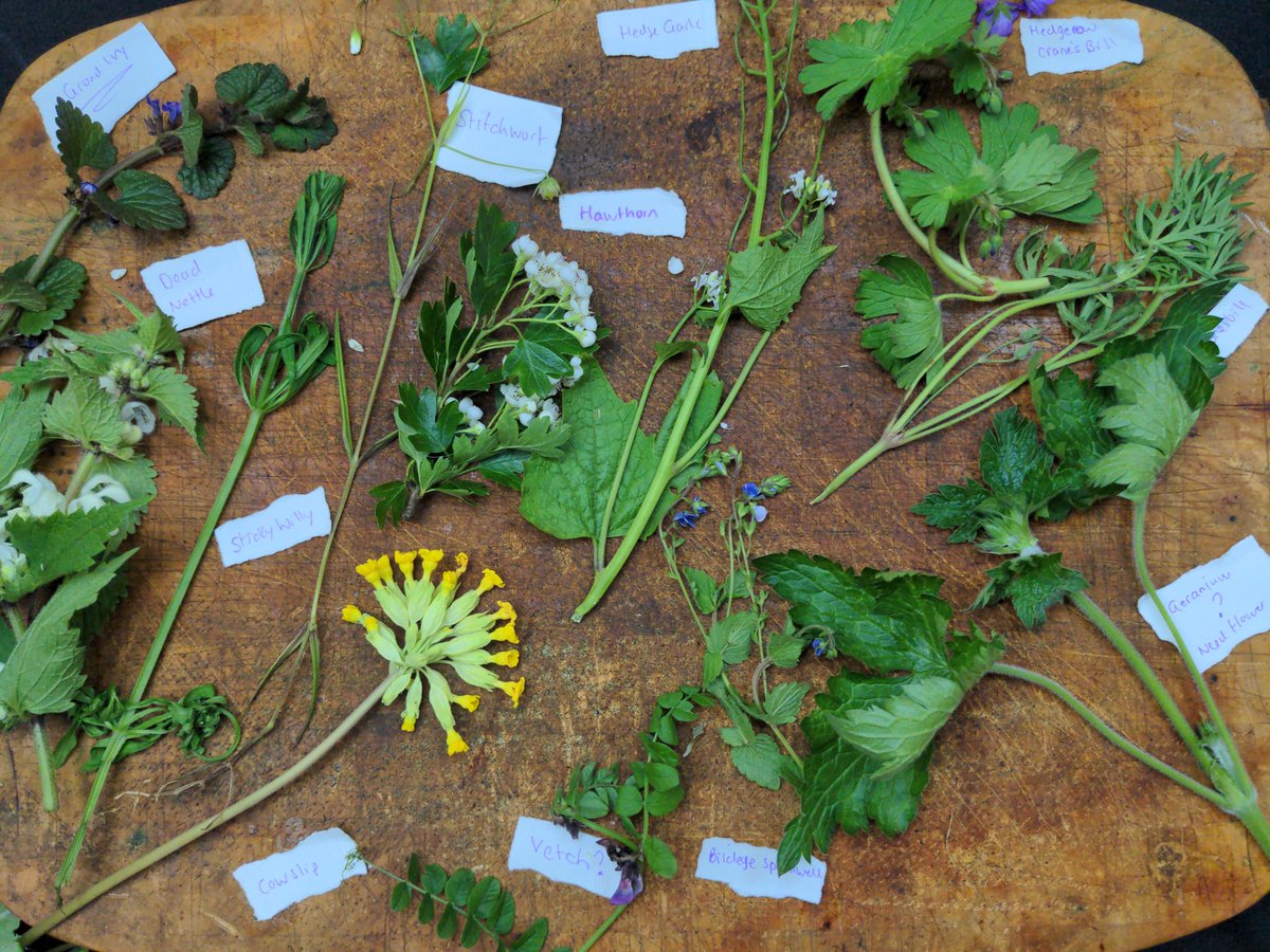 We did it, managed to identify all these beautiful doing flowers.