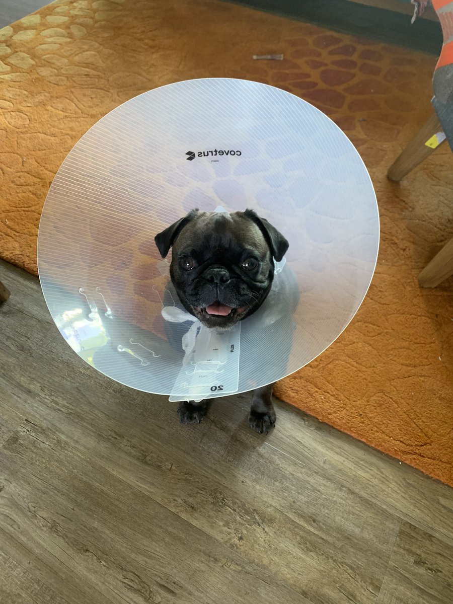 Koal98011's tweet image. I has Cone… for allergies