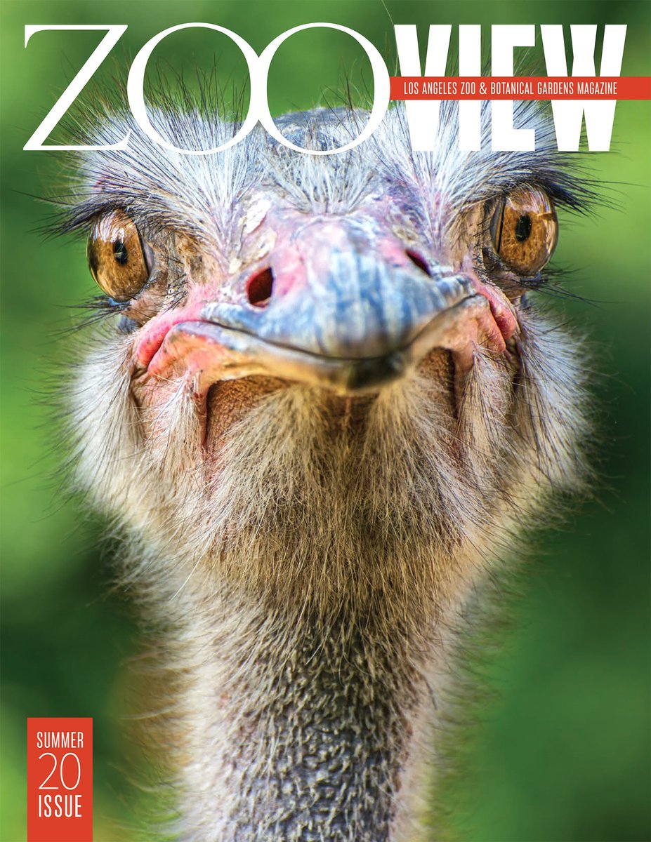 Magazine cover featuring a portrait of David the male ostrich. He is looking forward directly into the camera. his wide and flat beak is grey at the ends, fading to light pink towards his face. The feathers on his head and long skinny neck are light grey in color. He has two large eyes at either side of his head that are amber in color and outlined by beautiful long black eyelashes. Behind him is a blurred swirl of bright and deep green. There is a white Zoo View text overlapping the top of the photo, with an orangeish-red stripe running through "view" that says "Los Angeles Zoo & Botanical Gardens Magazine" in thin white writing. There is an orangeish-red small vertical rectangle overlapping the ostrich photo in the bottom left corner of the frame, that says "Summer 20 Issue" in thin white writing.