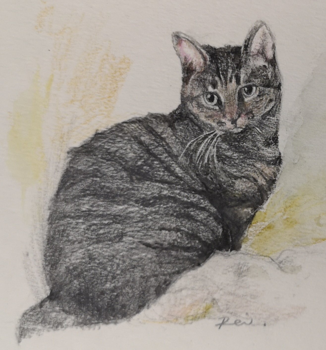 玲さん わきまえない絵描き 最近の ほんじょうれいこ 肉球の日 ねこ 犬 イラスト 絵画 水彩画 アクリル絵具 水彩色鉛筆 T Co W0sreahxh4 Twitter