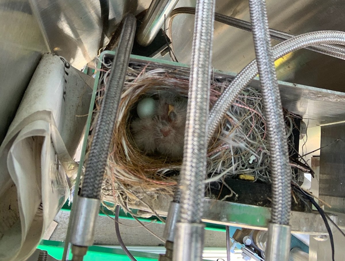 SLAClab's tweet photo. Meet Environmental Engineer Wendy Greene, AKA the Nest Inspector and Bird Protector, who dreamed of a career protecting animals and the environment since she was a child. “Doing those things while supporting amazing science at SLAC is like the cherry on top!” #boldpeople https://t.co/Q85yTgvOn6