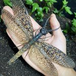 「オオキバヘビトンボ」まさしくナウシカの世界!