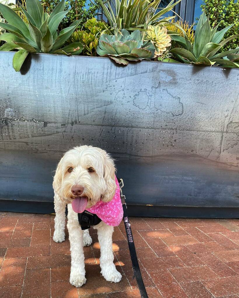 DoodleJedi's tweet photo. FriYAY at @bellaterrahb 

#doodleouting #orangecountydoodles #labradoodle #australianlabradoodle #dogsofoc https://t.co/vSGz282TI9 https://t.co/MfcKPUC0on