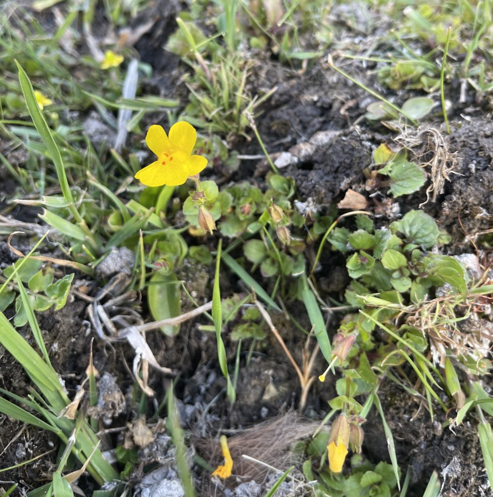 naomibot's tweet photo. I’m out on “vacation” where I ran into my work colleagues. 🙃 #Erythranthe #monkeyflower https://t.co/qGbubTAM2P