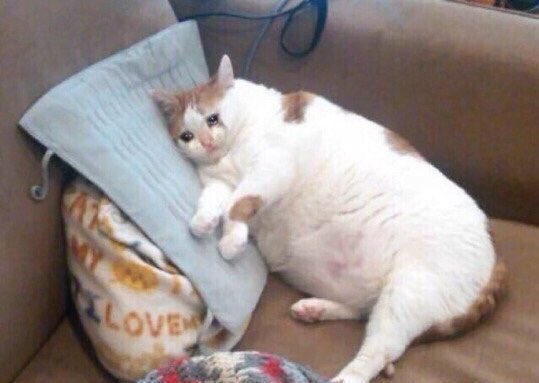 So I just finished watching #Lucifer

Honestly that was an incredible season and if anyone needs me I’ll just be crying in the corner until season 6