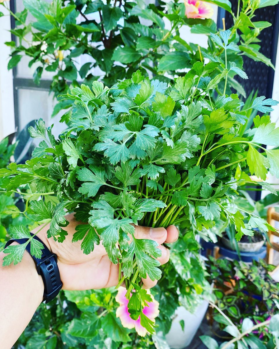 caloyconde's tweet photo. Flat-leaf parsley, fresh from the garden. ❤️ #Gardening #HappyWeekend #ItalianHerb #Plantito https://t.co/Vw79eqprjg