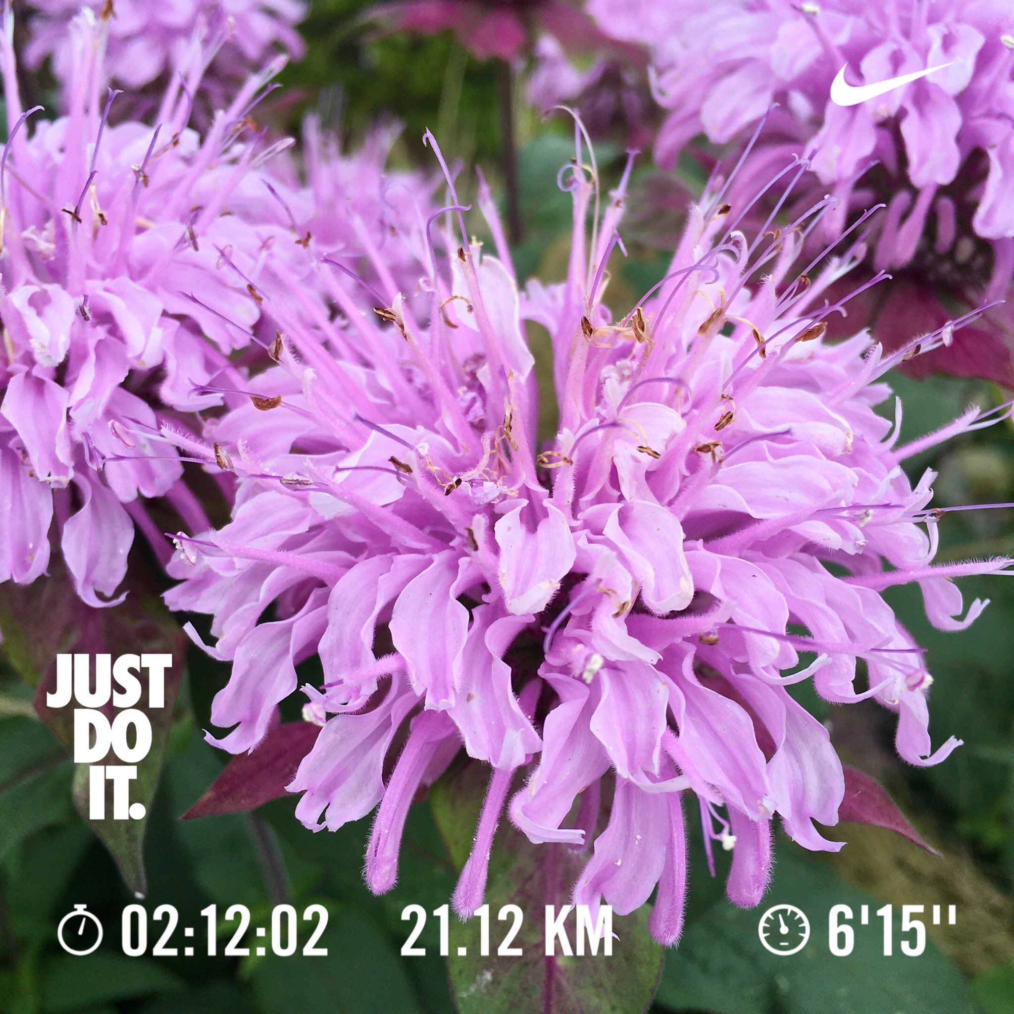 Monardadidyma Twitter Search Twitter