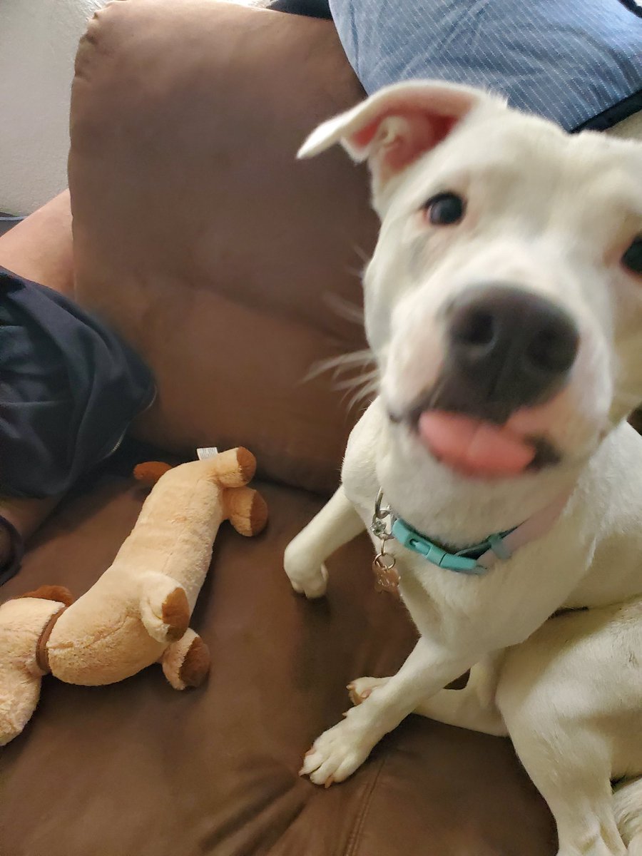 bearleeqt's tweet photo. @ARFadoptions Luna (formerly Chanterelle), is adjusting very well to her furever home 💜 lots of naps, toys, walks, treats and snuggles from mommy and daddy 🥰💜 https://t.co/1gvvAZdVrx