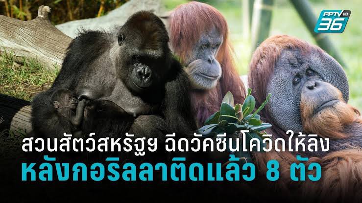 sookset's tweet photo. กูเป็นท้อกับการเป็นพลเมืองของประเทศนี้จริงๆ #วัคซีนทางเลือก https://t.co/Kx3cvvzadg