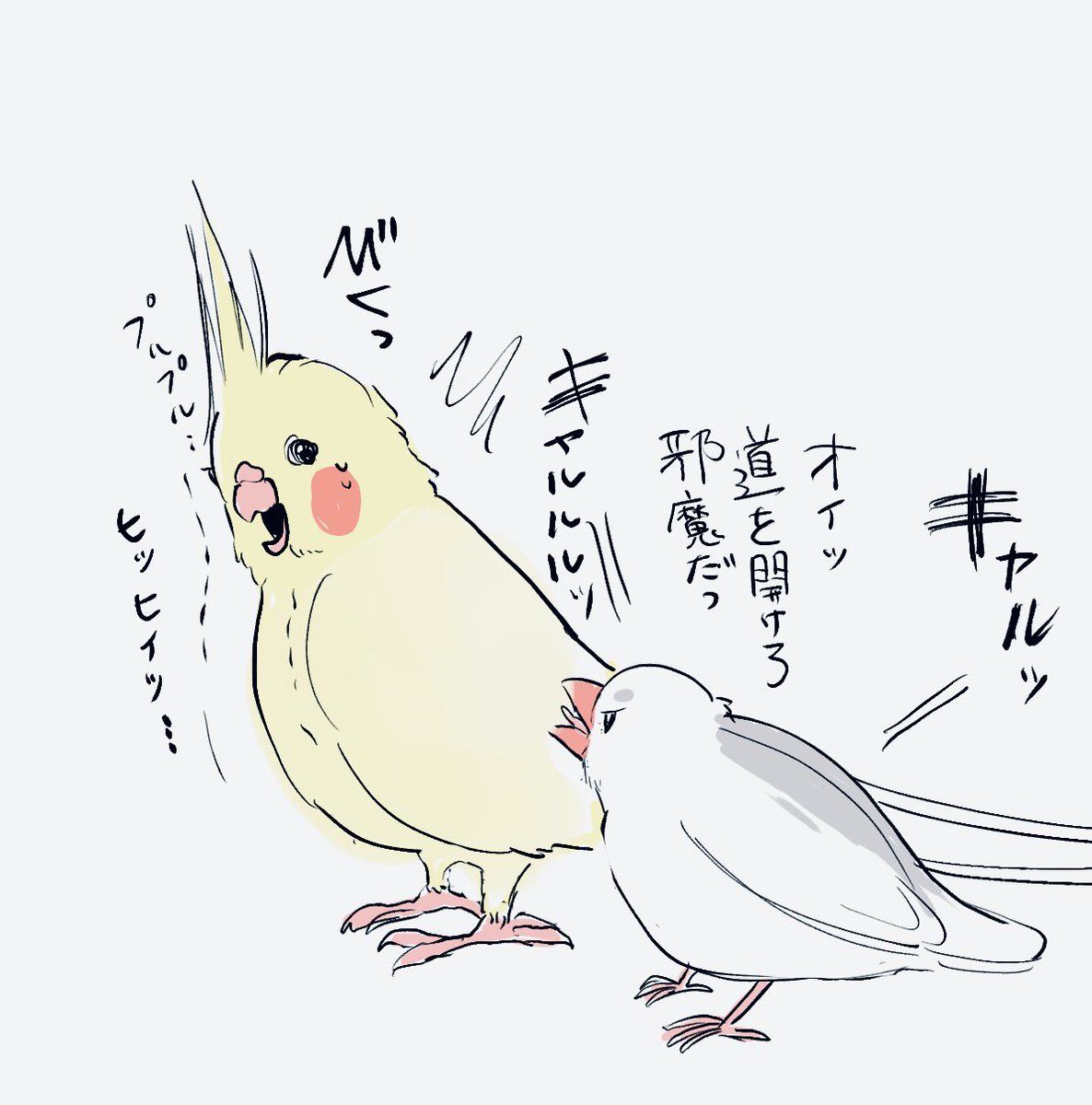 性格の違い…
#文鳥
#オカメインコ 