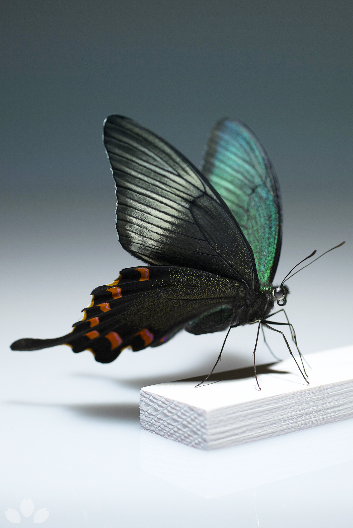 山﨑 理 Yamazaki Osamu チョウの標本を作っています 虫ピンは使いません こちらはハチジョウカラスアゲハ この角度から見ると緑 赤 黒のコントラストが美しいです Specimen Of Papilio Bianor Hachijonis Matsumura 立体展翅 Butterflyspecimen