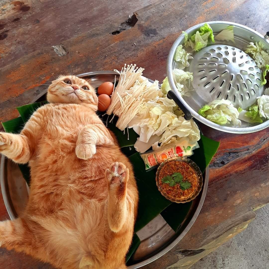 外国のグルメサイトを見ていたら 完全に希望を失っている猫の写真が出てきた 寝起きの俺じゃん 僕の知ってる猫鍋と違う Togetter 外国のグルメサイトを見ていたら 完全に希望を失っている猫の写真が出てきた 寝起きの俺じゃん 僕の知ってる猫鍋と違う Togetter
