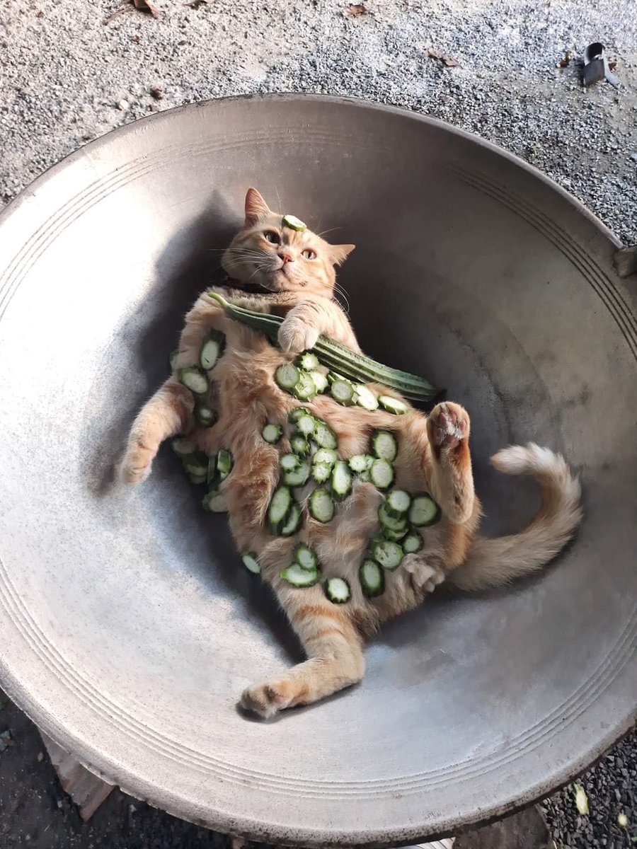 外国のグルメサイトを見ていたら 完全に希望を失っている猫の写真が出てきた 寝起きの俺じゃん 僕の知ってる猫鍋と違う Togetter 外国のグルメサイトを見ていたら 完全に希望を失っている猫の写真が出てきた 寝起きの俺じゃん 僕の知ってる猫鍋と違う Togetter