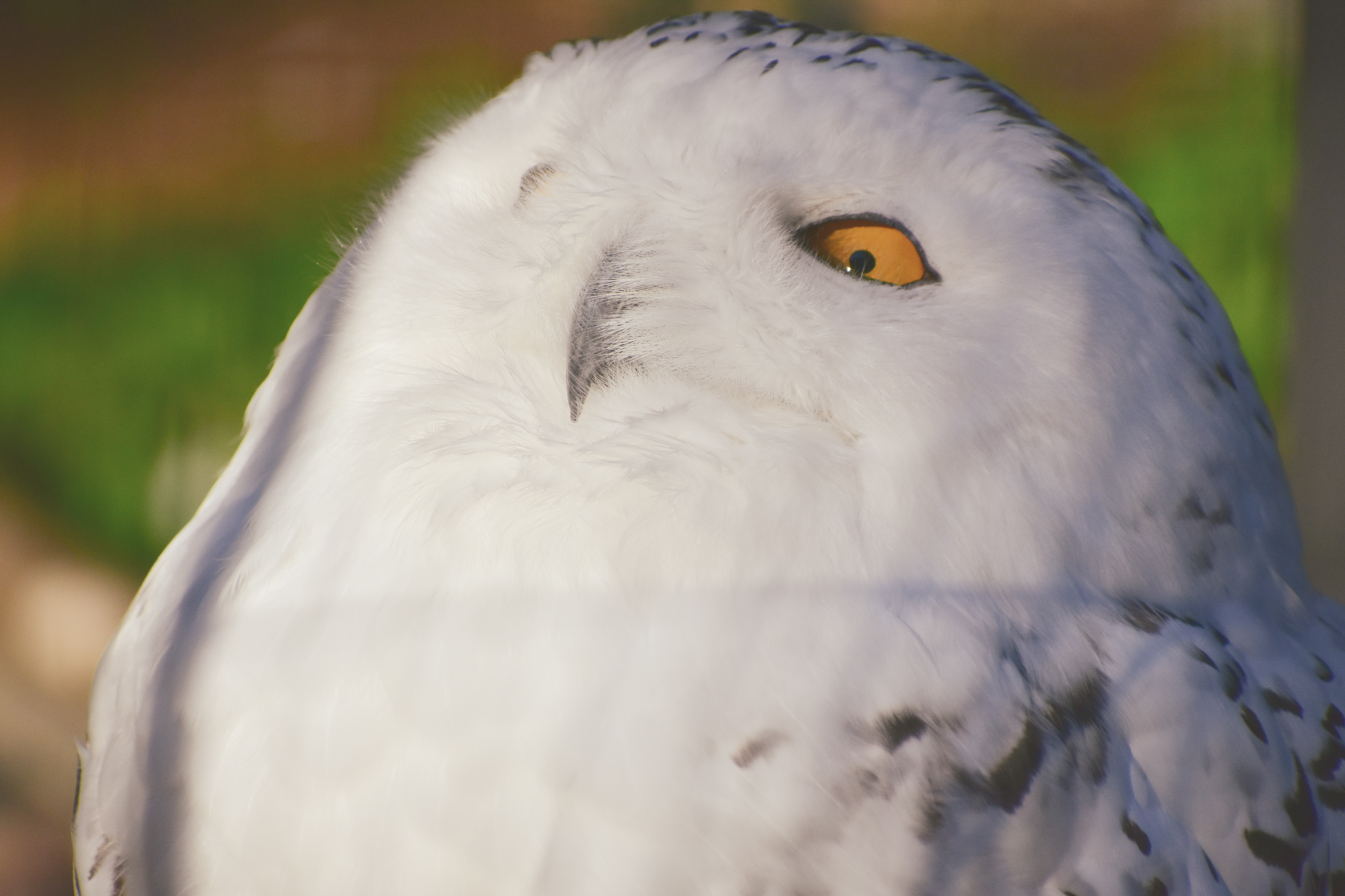 シロフクロウ オウル owl NEW】シロフクロウ ♂ | ふくろう(猛禽類