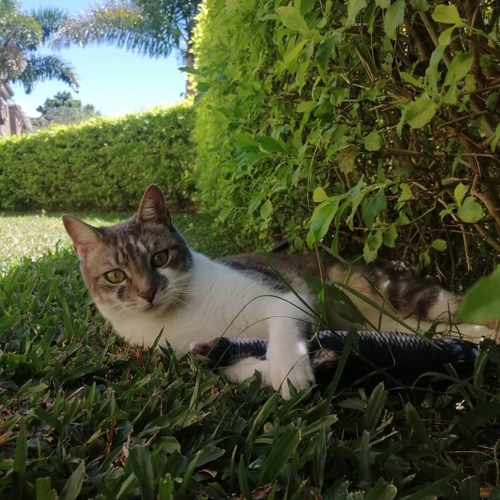 MiloBloguero's tweet photo. No se pueden imaginar mi juguete nuevo 😻❤️🦈
Sorpresas pronto 🐈🔥
#MiloBloguero https://t.co/3x0dhTzyJL https://t.co/Nm8cXzASpq