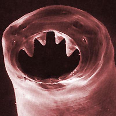 codeslubber's tweet image. Build is the 21st Century version of hook worm.
#gradle #carthage #swiftpackagemanager #sbt