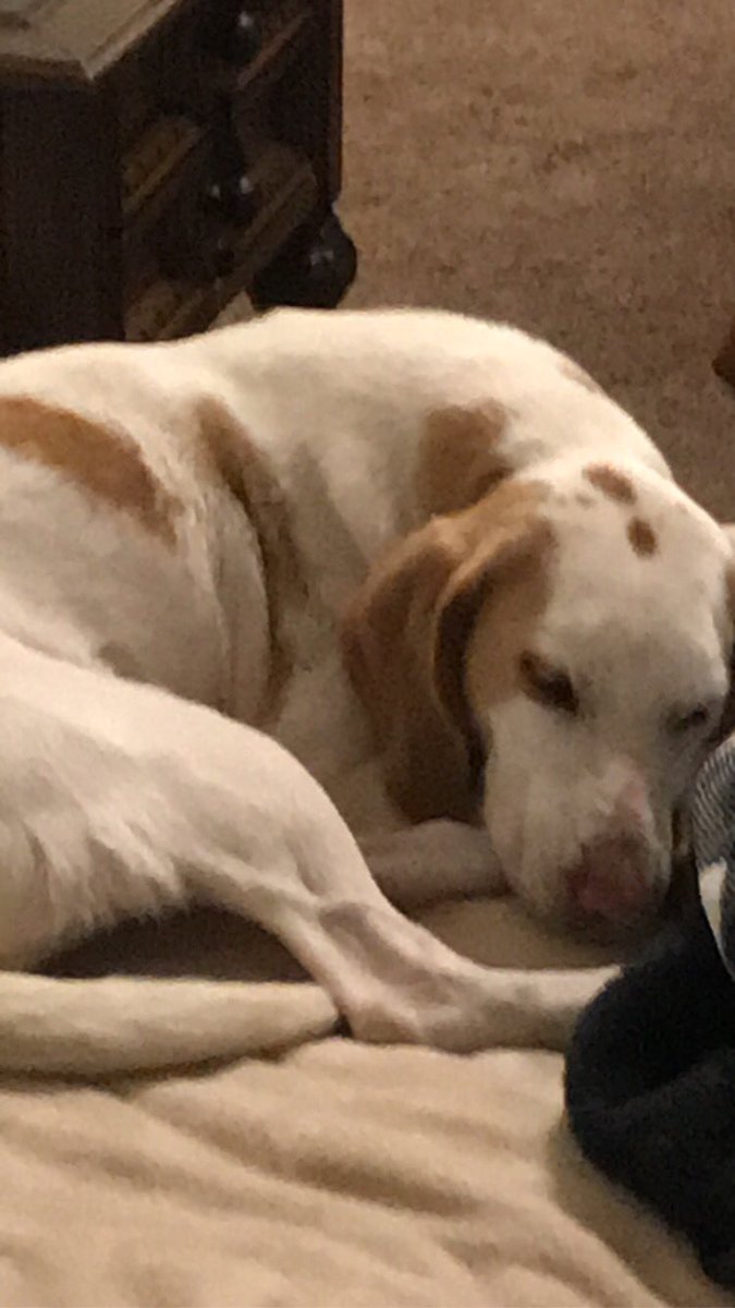 Not on Twitter much anymore but I wanted to share my lil girly yorp she just vibin lol but yeah 👌🏻haha