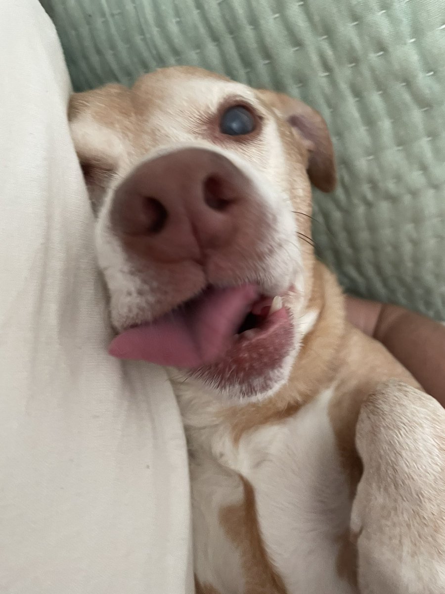 omnichibb's tweet photo. My dogs eye is bleeding and he needs to go in to the ER tomorrow AM because the eye vets are full tonight 😣 I can cover the initial visit but idk what test/diagnostics will be/cost and I rly need help if you are able to share/donate I appreciate it!! 

$heyitsbex / @ heyitsbex https://t.co/b3Oeh9QVXy