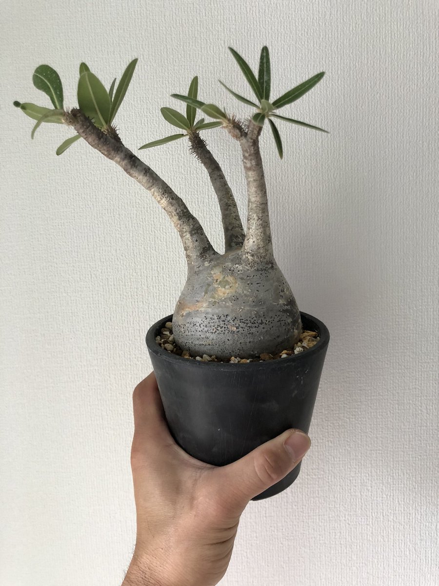 Pachypodiumgracilius Twitter Search