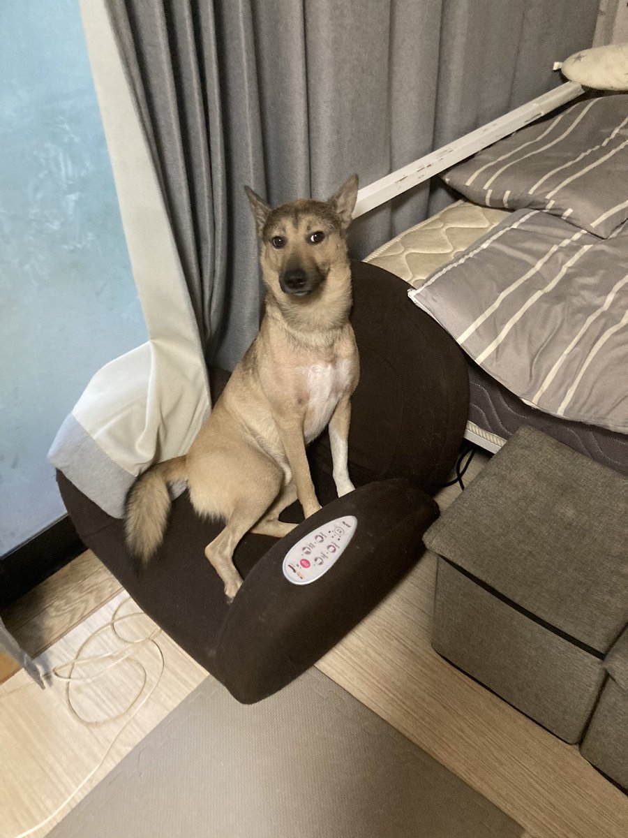 登場 ミント 犬様 おもちゃ 人形 Www Apliarqui Com