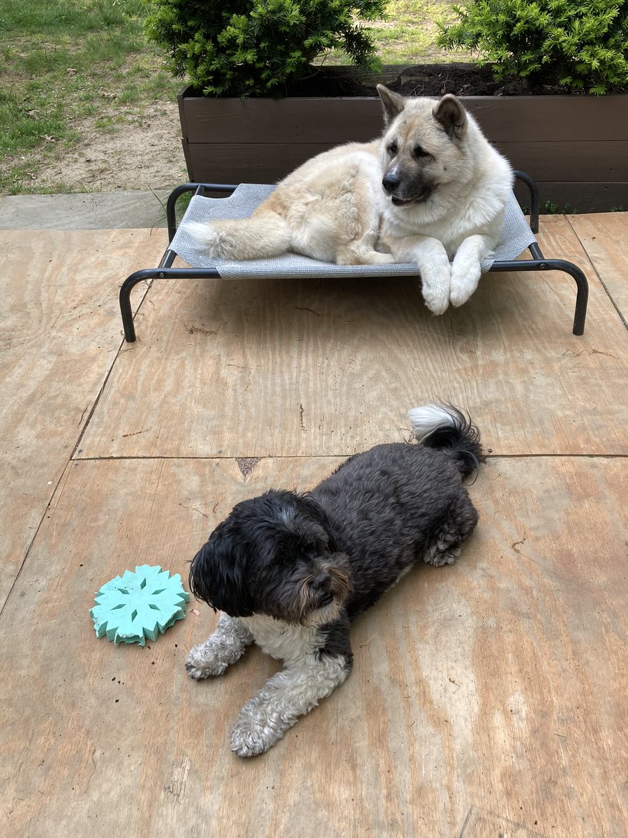 YoMamaBklyn's tweet photo. @illusdogs This is Hailey and Ginjo, Ginjo&amp;Swiss, Hailey&amp;new pup, Hailey&amp;Ginjo — they are all good dogs and spend their days tolerating each other https://t.co/Dw6O6Y21F4