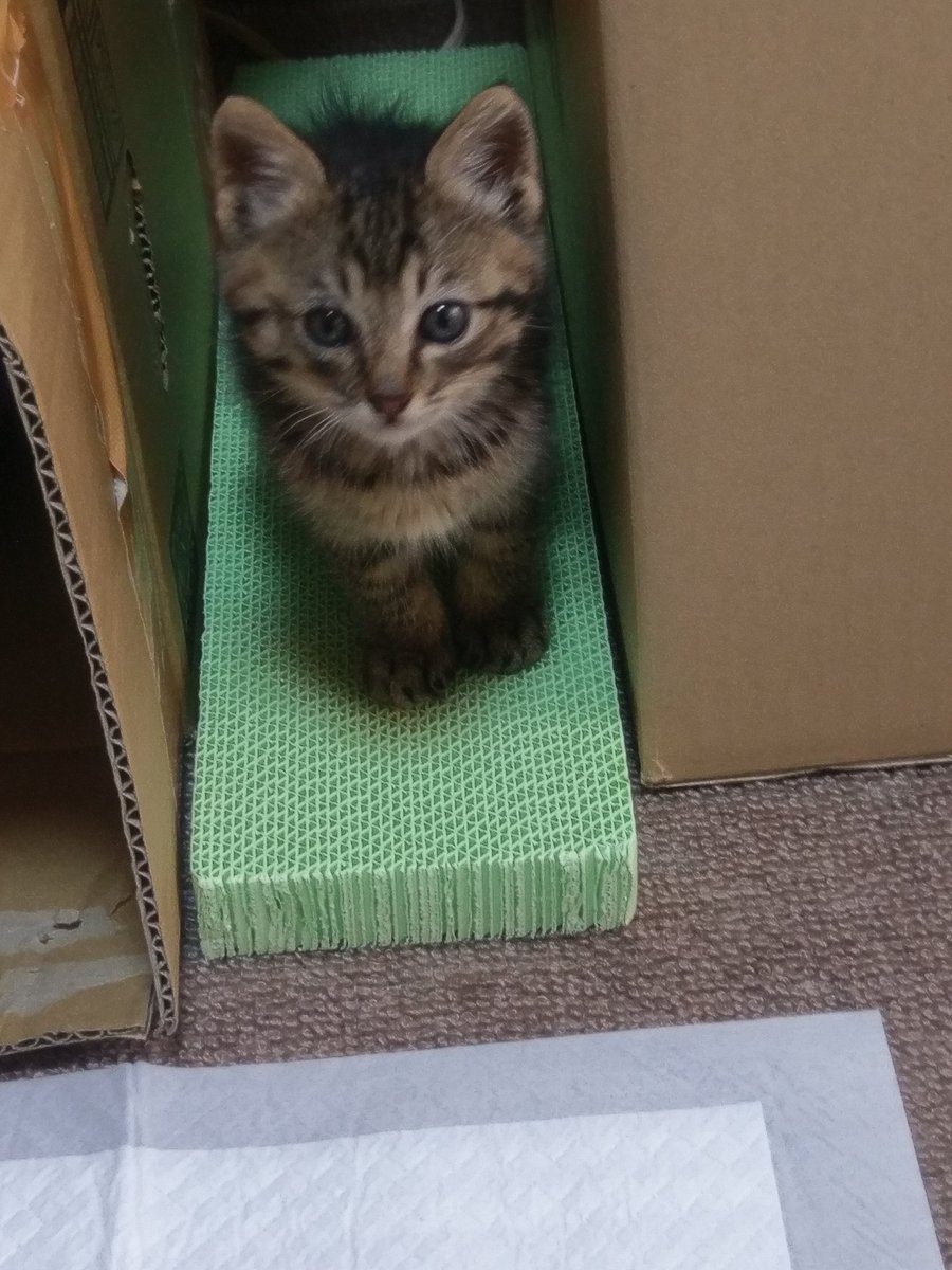 miyu@犬飼いLv15カンスト、猫飼いLv5 tweet media