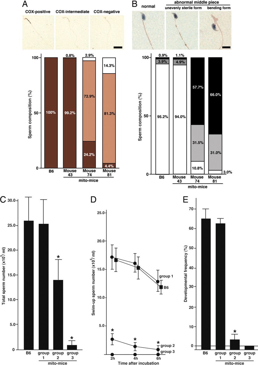 1) MALE INFERTILITY AND THE SPIKE PROTEINMITOCHONDRIA ARE DAMAGED BY THE SPIKE PROTEIN OF SARS-CoV-2. MALE INFERTILITY IS CAUSED BY MITOCHONDRIAL DAMAGE. INTERESTINGLY, SINCE mtDNA IS NOT IN THE NUCLEUS, IT IS NOT CONSIDERED TO BE GERMINAL.It is very likely that the