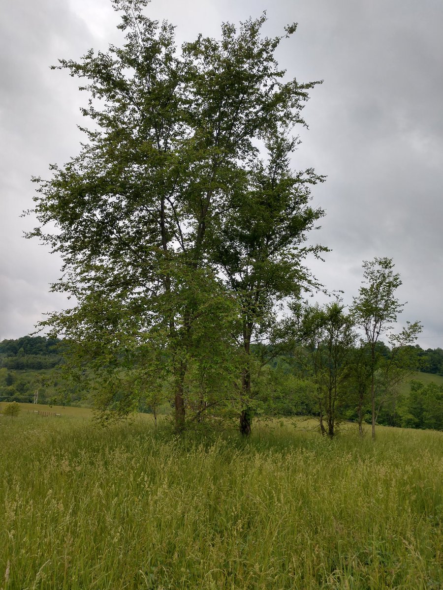 Turtlesong Farm tweet media