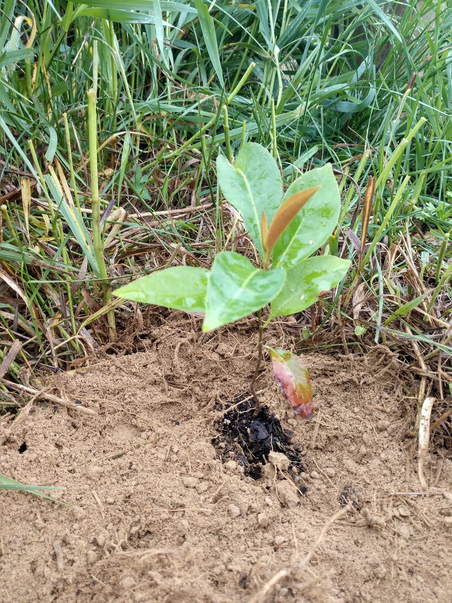 Turtlesong Farm tweet media