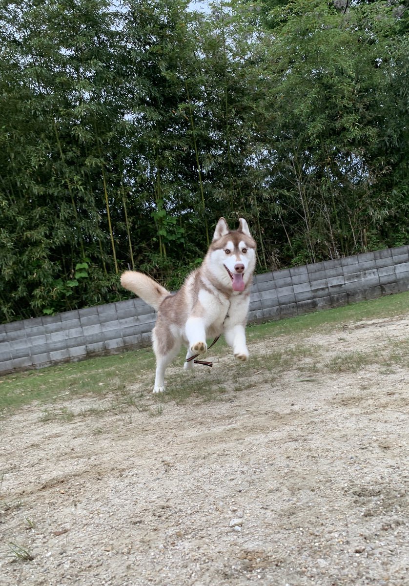 33dog_staff's tweet photo. ハスキーのロイくん♪
元気に過ごしてくれています！
音の鳴るおもちゃが好きなようで何度も噛んだり踏んだりしてピーピー鳴らしていました笑
なぜか物凄い形相になってますが、楽しいみたいです😆 https://t.co/vSulAXsq6U