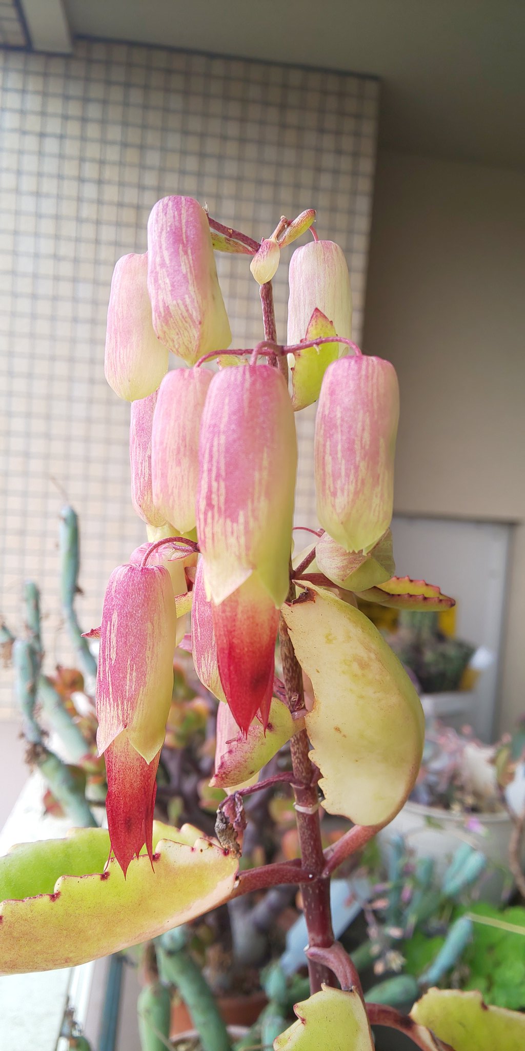 Te ガーデニング作業してたら ハッピーマザーリーフに花が 幻の花と言われてるらしいので めっちゃ嬉しい ハッピーマザーリーフ T Co Fjdc0ihrcc Twitter