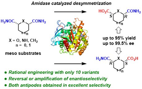 Yu-Fei Ao 敖宇飞 (@aoyufe) on Twitter photo Rational strategy is powerful for reducing the efforts and cost on protein engineering. Our recent paper in <a href="/ACSCatalysis/">ACS Catalysis</a> reported the reversal of protein's steroselectivity by screening less than 10 mutants. Just like a sniper, one bullet, one target.
pubs.acs.org/doi/full/10.10… Rational strategy is powerful for reducing the efforts and cost on protein engineering. Our recent paper in <a href="/ACSCatalysis/">ACS Catalysis</a> reported the reversal of protein's steroselectivity by screening less than 10 mutants. Just like a sniper, one bullet, one target.
pubs.acs.org/doi/full/10.10…
