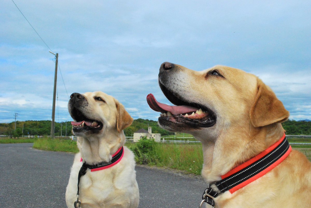 33dog_staff's tweet photo. セナちゃん♪レムくん♪
お散歩行ってきました！レムくんにはいい運動になったね👌

夫婦のように見えるふたり♡👬 https://t.co/vfUOFWSnjW