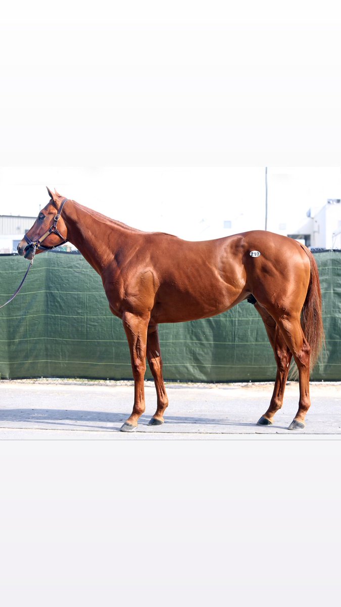 BlueLionRacing's tweet photo. Our Classic Empire colt purchased from @FasigTiptonCo #midlantic has been named MORELLO #LFG #bluelionthoroughbreds He is in the NY barn of Steve Asmussen https://t.co/C7PJYN9rO1