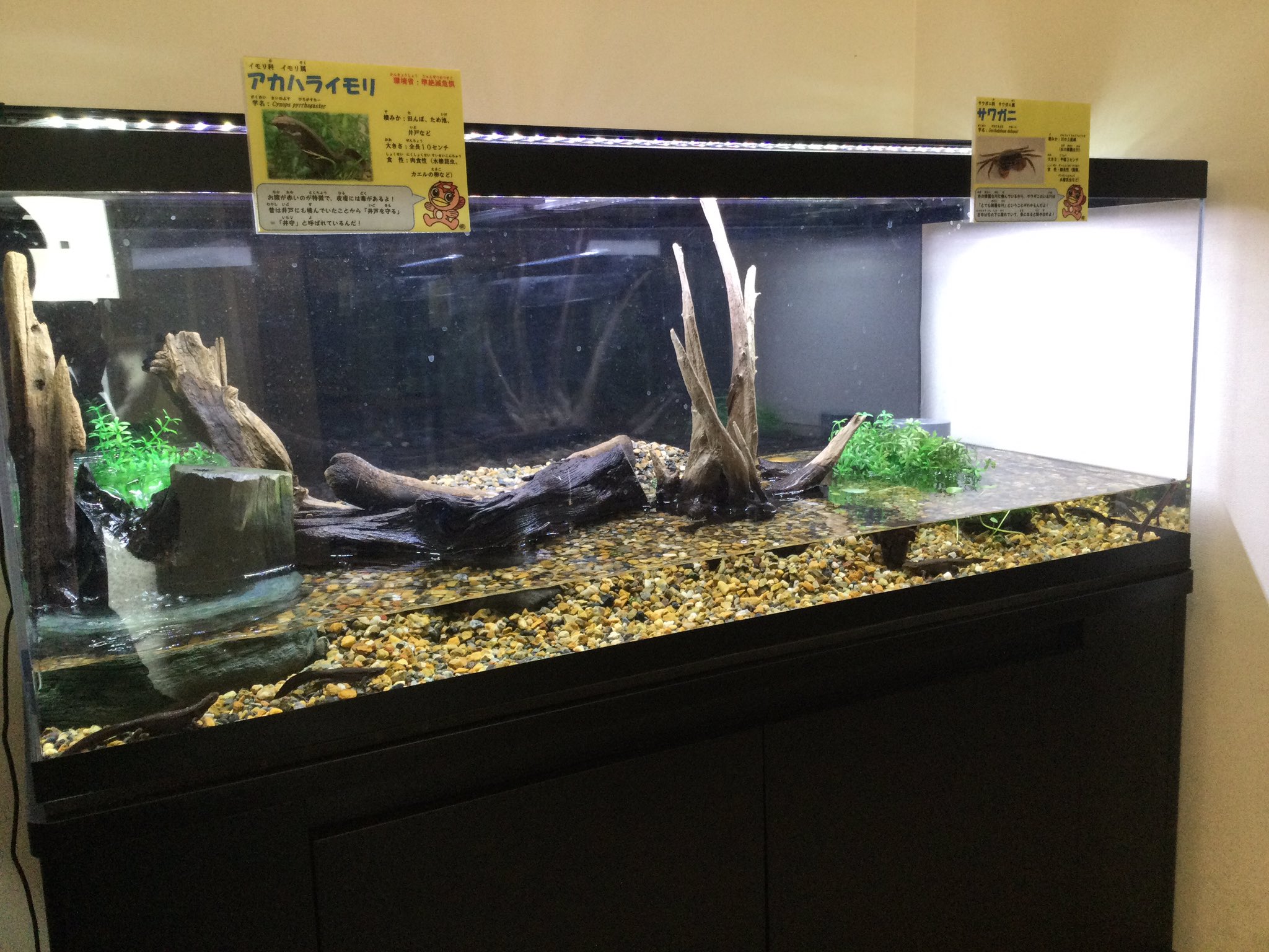 多治見市土岐川観察館 アカハライモリの水槽が新しくなりました 滝を設置し 完全な陸地も作ってイモリにとって今まで以上の快適な 水槽になったのではないでしょうか 水槽の中にはイモリとサワガニ以外には住人が 土岐川観察館 多治見市 アカハラ