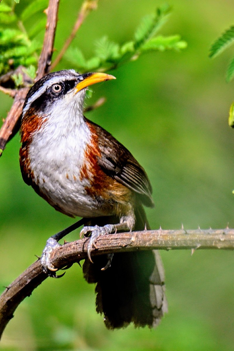 avian_trails's tweet photo. White-browed Scimitar Babbler
Kaladhungi, Uttarakhand 
May 2021 https://t.co/zN0v7gzPrl
