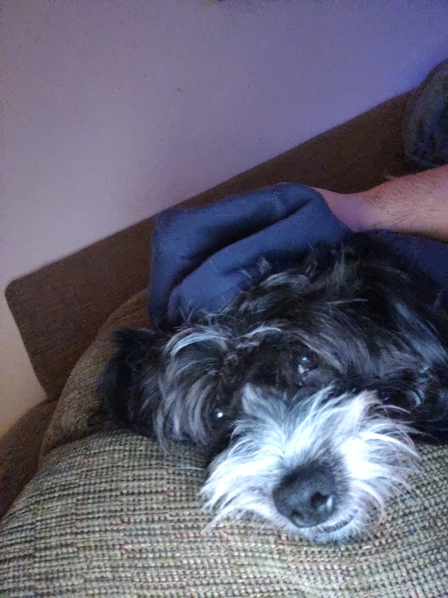 WreckIt_Raphael's tweet photo. @RazorbackDrite @Chewy Just wondering because he looks like mine. https://t.co/ZSSoJjHYFK