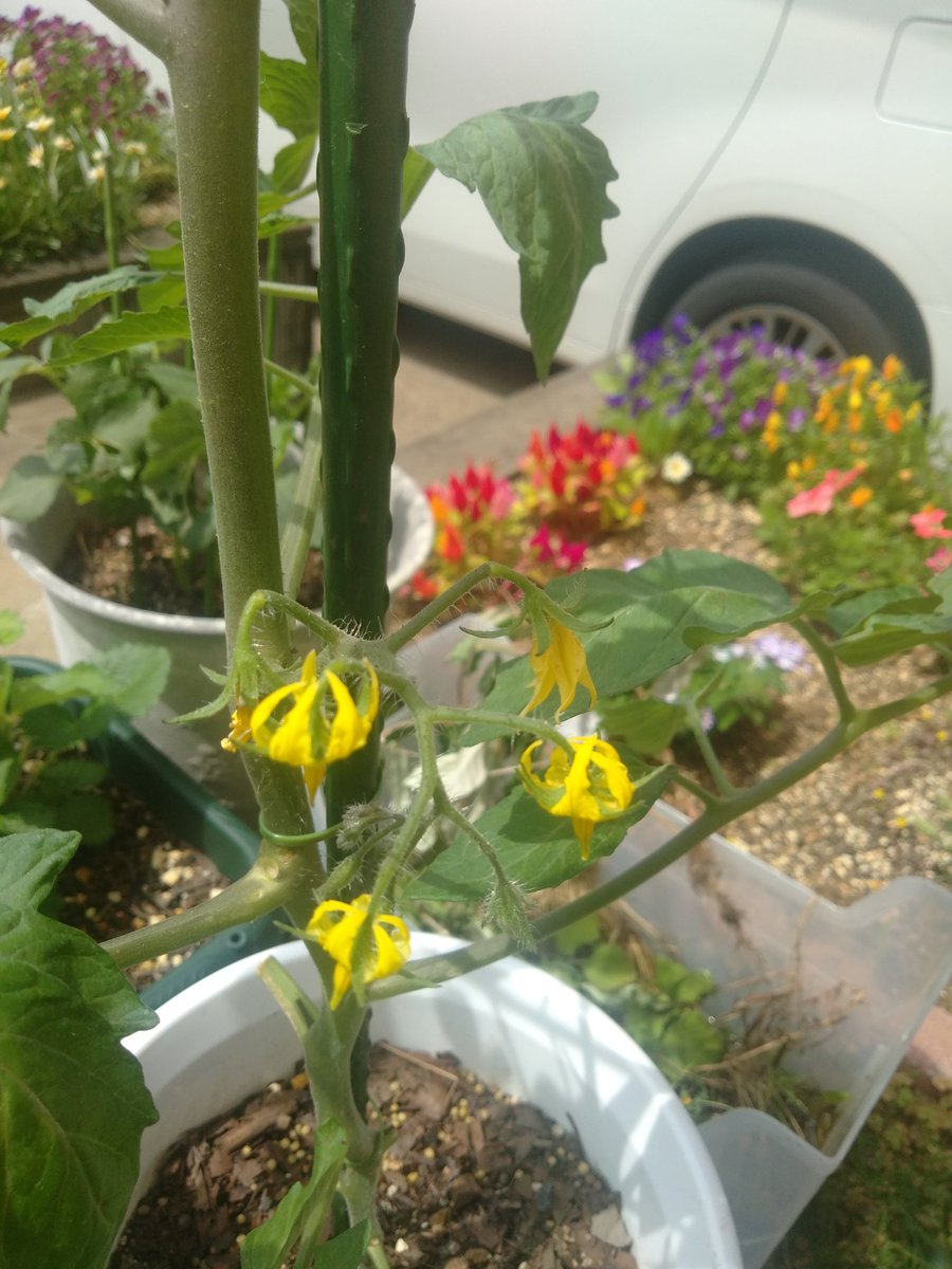 家庭菜園楽しんでます ミニトマトとパプリカ花の花咲いたー いちごも一ヶ月ぶりに花が咲きました 農業 農業男子 将来の夢農家 農業は楽しい ミニトマト栽培 パプリカ栽培 イチゴ栽培 プランター栽培 プランター栽培初心者 農家さんと 家庭菜園楽しんでます ミニトマトとパプリカ花の花咲いたー いちごも一ヶ月ぶりに花が咲きました 農業 農業男子 将来の夢農家 農業は楽しい ミニトマト栽培 パプリカ栽培 イチゴ栽培 プランター栽培 プランター栽培初心者 農家さんと