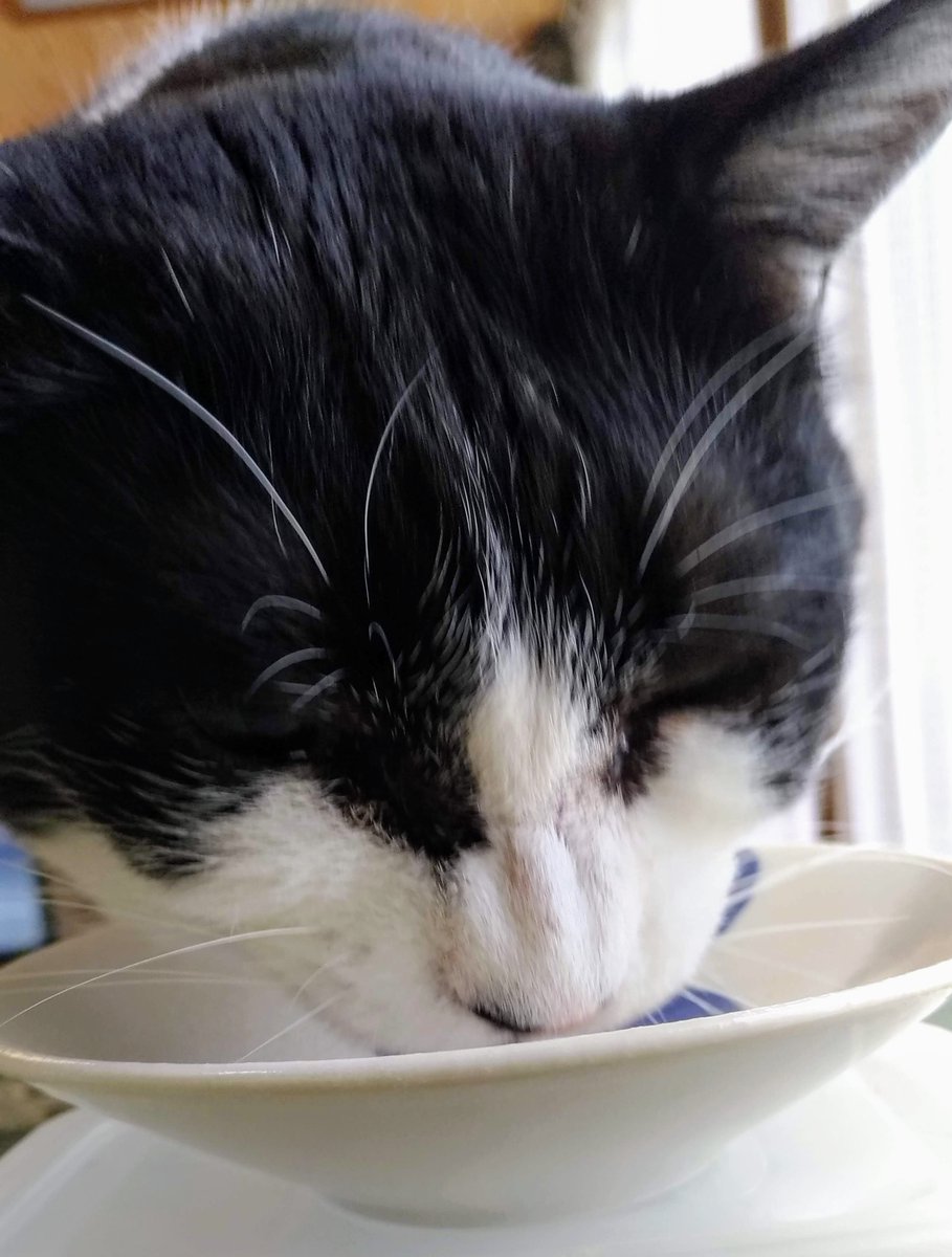 <a href="/esamakibabaa/">猫オババ(猫愚連隊)</a> べんぞう君がお面になってたんですね。失礼いたしました😅
ブサイクはブサイクなとこが可愛いから、猫ってスゴイですよねー♪　うちのふくちゃん９歳も、ご飯食べる時は凶暴な顔してますが、それも可愛いと思ってしまう(笑)