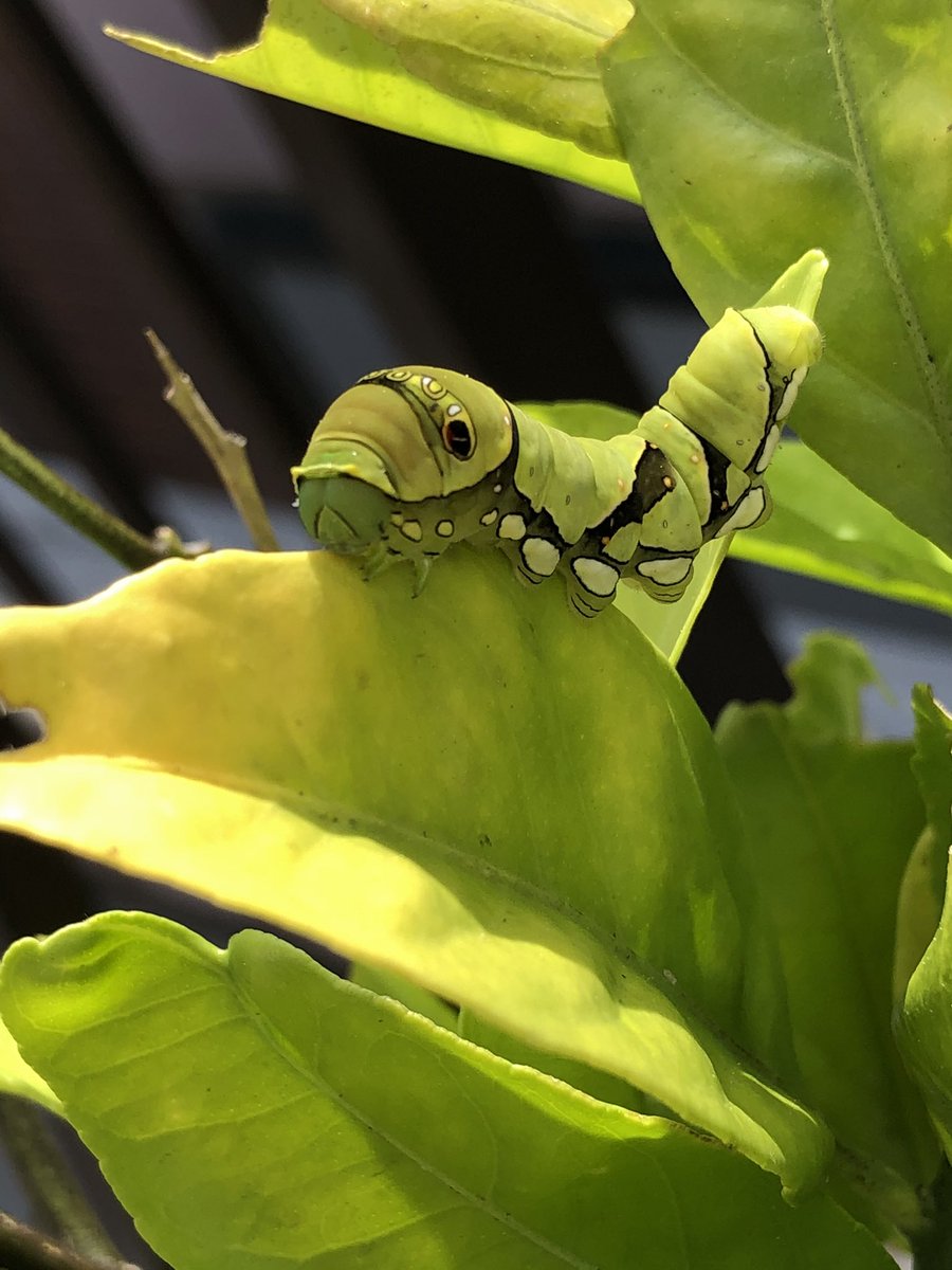 ট ইট র みかたん 閲覧注意 青虫 我が家の小さいみかんの木に アゲハの幼虫が4匹確認 日に日に幼虫は大きくなるけれど みかんの木は葉がなくなる みかんの木 アゲハ幼虫